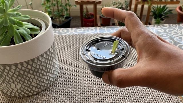 Easy propogation of Echeveria Elegans ? смотреть онлайн