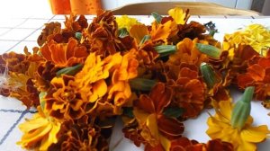 Бархатцы для улучшения зрения!! Имеретинский шафран. Тагетесы.