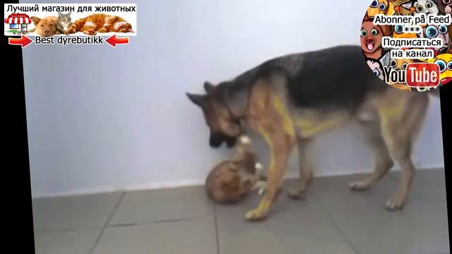 Коты и собаки пристают друг к другу 2 смотреть онлайн
