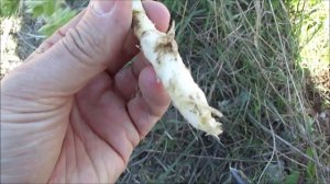 Съедобные растения. Дикая морковь / Dáucus caróta