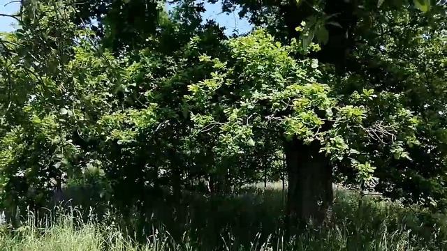 Цветение розового клевера смотреть онлайн