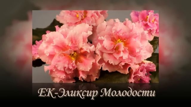 Новые сорта фиалок Елены Коршуновой. ЕК 2017. Часть 1. смотреть онлайн