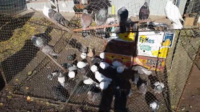 Выставка сельскохозяйственный птицы. Курск. 23.10.21. Голуби. смотреть онлайн