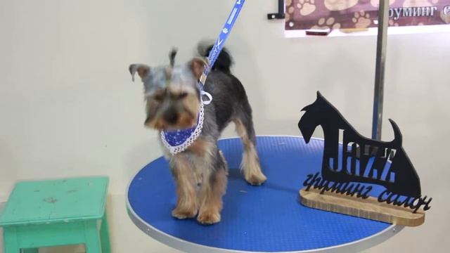 Стрижка йорка в груминг салоне Jazz смотреть онлайн