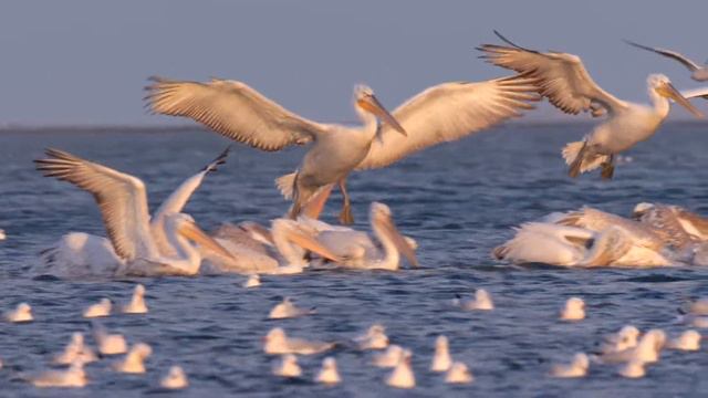 Пеликаны. ч.2 смотреть онлайн