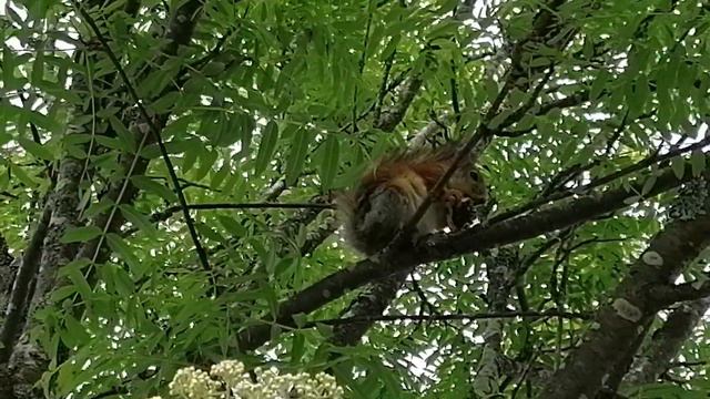 🐿️Как наша "разбойница" отобедала на славу, а нас оставила с одним кофе и обгрызенным пирогом🍮 смотреть онлайн