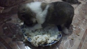 Алабайчики учатся кушать кашку