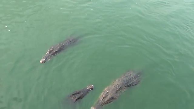 ШОК! Крокодилы едят жертву .SHOCK! Crocodiles Eat The Victim In Front Of Tourists ...