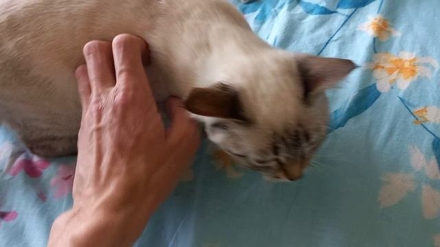 Кошка
