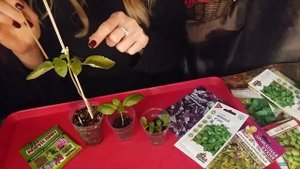 Можно черенковать базилик? Да!!!