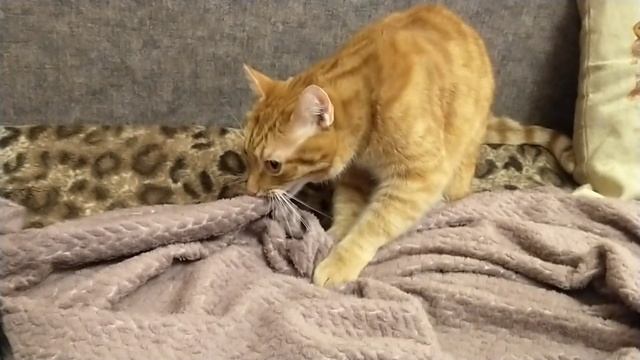 Кошачий релакс...Вы тоже разговариваете с котами?