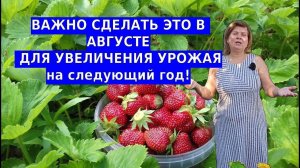 Что делать с клубникой в августе - важные 3 шага, чтобы клубника восстановилась