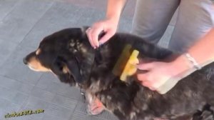 Как ухаживать за щенком? - Все обо всем