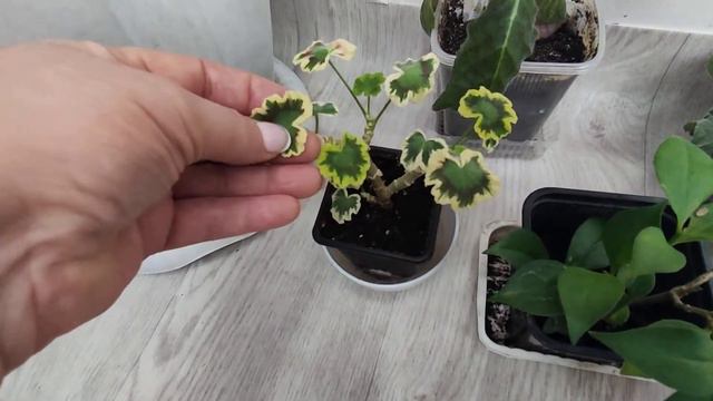 Цветы в ноябре смотреть онлайн