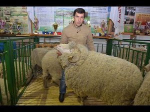 Порода овец  Джалгинский  меринос. Выставка Золотая Осень-2015