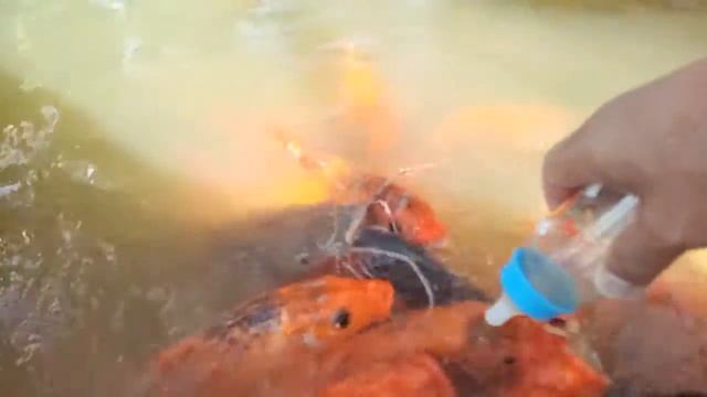 Как правильно прикормить карпа. смотреть онлайн