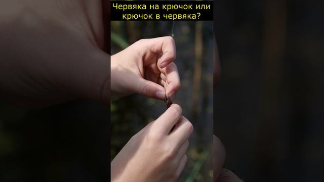 Как правильно насаживать червяка на крючок.