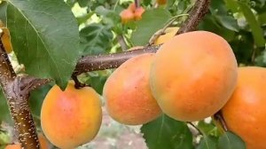 Абрикос Цегледі Бібер. Apricot Cegledi Biber. Крупноплідний невибагливий, врожайний і смачний