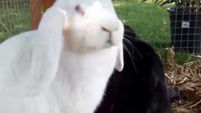 Französische Widder, Jungtierschau Gipf-Oberfrick, French Lop Rabbit смотреть онлайн