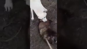 Собаки поймали Енота на паспище