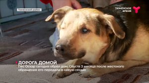 Пёс Оскар сегодня обрёл дом. Спустя 3 месяца после жестокого обращения его передали в новую семью