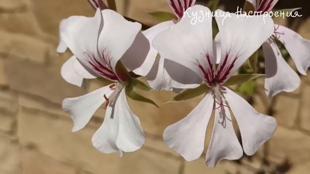 Родительские субботы 2024 года. Православный календарь поминальных дней 2024 года. Молитва. смотреть онлайн