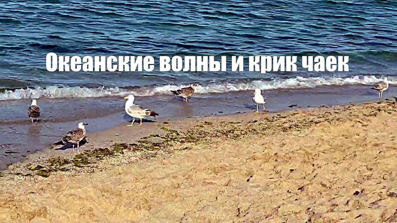 Океанские волны и крик чаек