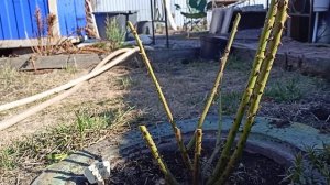 Важно не пропустить первые подкормки для роз в саду.29.04.2022
