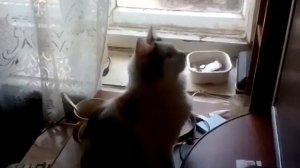 Почему кошки так делают когда видят птичку или муху?