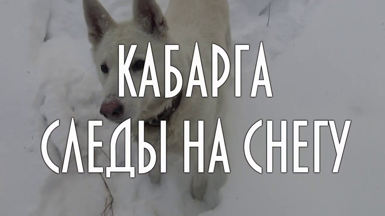 Кабарга, следы на снегу, плейлист Энциклопедия следов