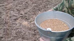 Сеем сидераты  осенью после уборки урожая на огороде.  Сеем пшеницу в качестве сидерата.