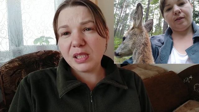 Косуля все же ушла в лес, а работу никто не отменял смотреть онлайн