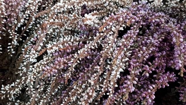 Calluna vulgaris - grow & care смотреть онлайн