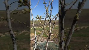 Весенняя обработка слив, алычи +бонус для хорошего опыления и завязывания плодов.