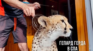 Массаж любят все, даже гепарды