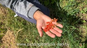 Смородина красная сорт РОНДОМ. Поздний сорт смородины зарубежной селекции.