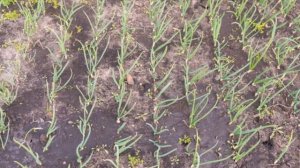 Почему гниет лук – основные причины и способы спасения урожая