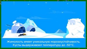 МОДА НА ЖИМОЛОСТЬ | ПОЛЬЗА И ВРЕД