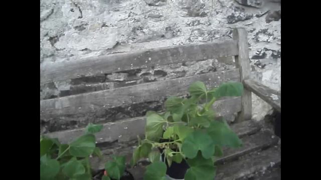 How to Propagate Geraniums from Cuttings смотреть онлайн