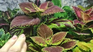 Как сохранить и вырастить цветочную рассаду осенью и зимой в домашних условиях. Обзор в октябре .