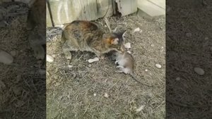 Кот против крысы.