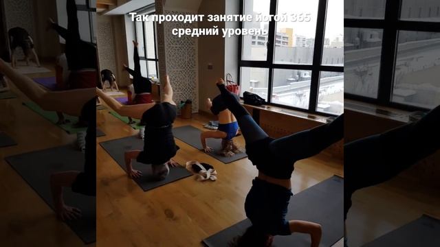 Как проходят занятия йогой 365 (средний уровень) смотреть онлайн