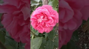 22.06.2023г. Роза ЛУИС ОДЬЕР.