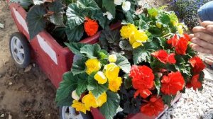 БЕГОНИЯ Клубневая как сохранить любимые цветы и клубни зимой