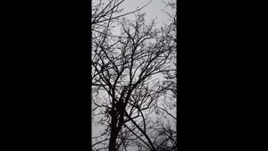 Хороший способ как спилить ветку, чтобы не повредить крышу