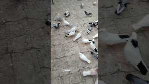 Азербайджанские голуби( Гянджи) ??