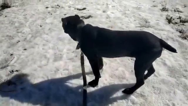 Прогулка в приюте с кане корсо Владой. Непростая девица смотреть онлайн