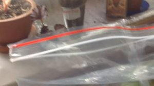 Шотландские бегонии(черенкование)