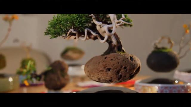 Hoshinchu Air Bonsai- The Beginning смотреть онлайн