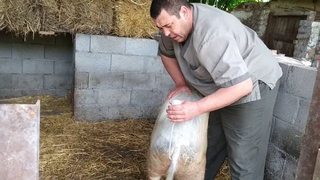 искусственное осеменение свиней(2) смотреть онлайн